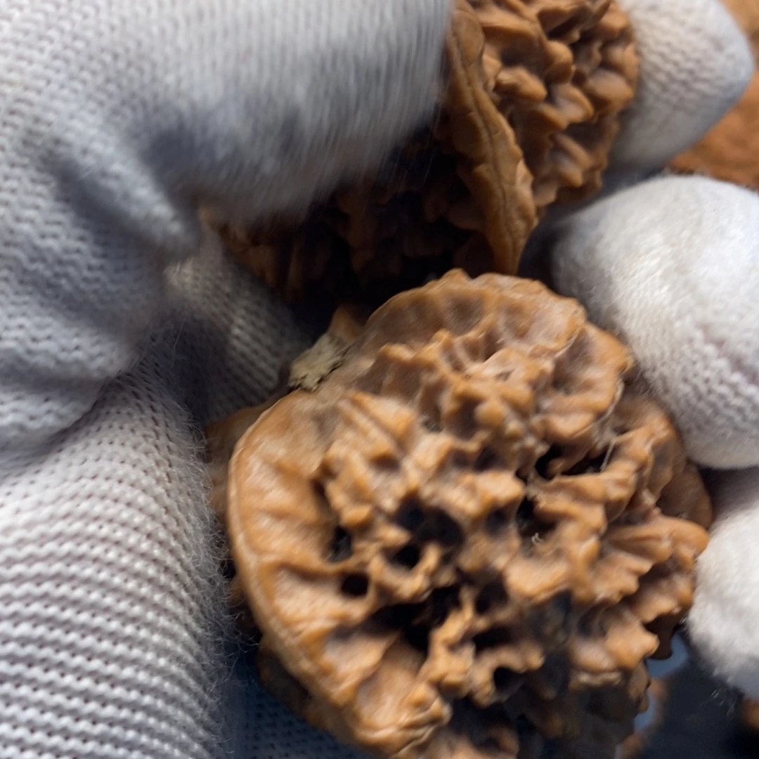 秦岭森林中出现许多鸟类