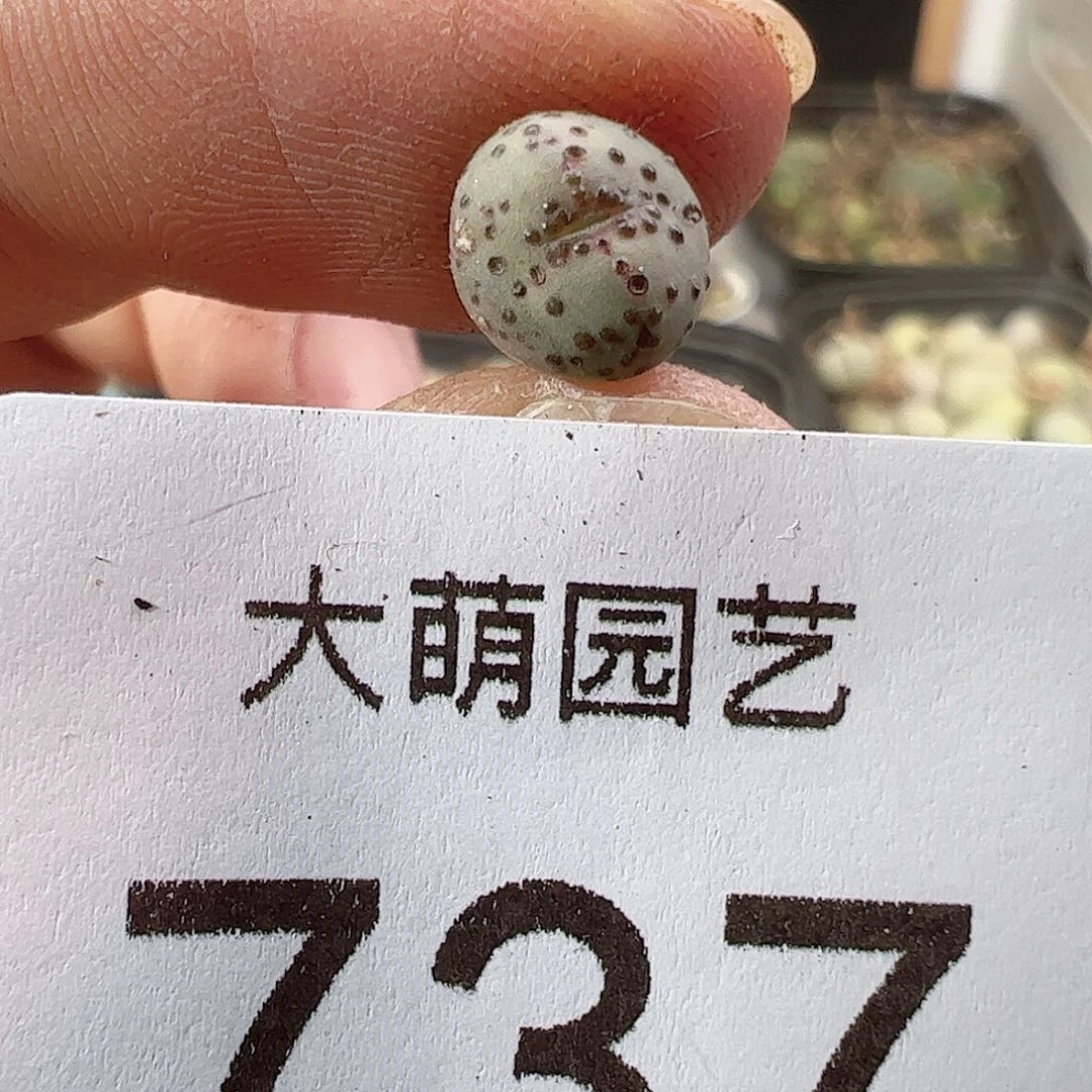 0000737 一物一拍……