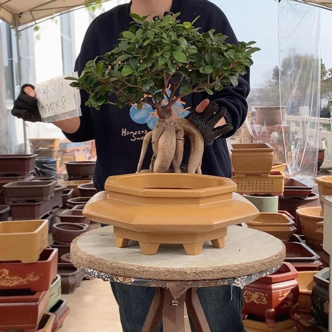 紫砂花盆紫砂花盆