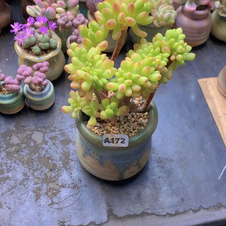 一物一拍含盆土满38包邮A172