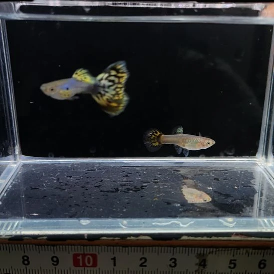 孔雀鱼新加蓝黄码一对