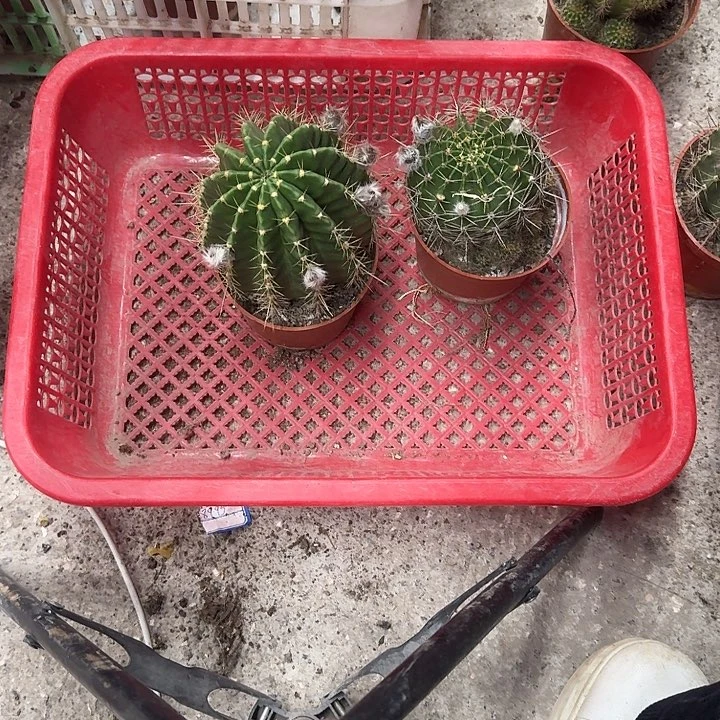 无花朵彩草哈哈哈哈哈哈哈