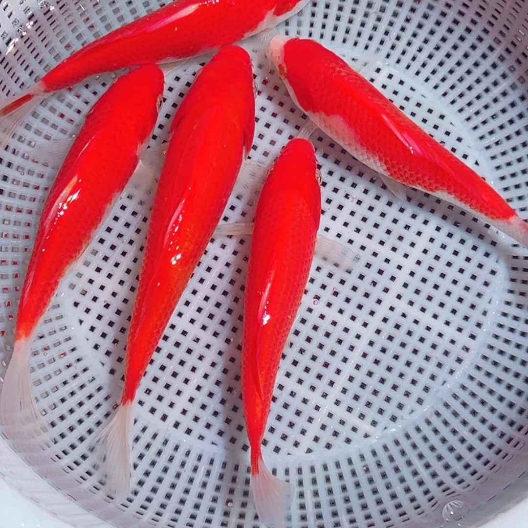 锦鲤锦鲤观赏鱼888