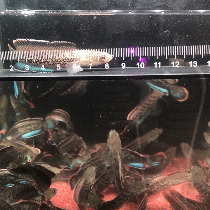 雷龙鱼8号小鬼印尼