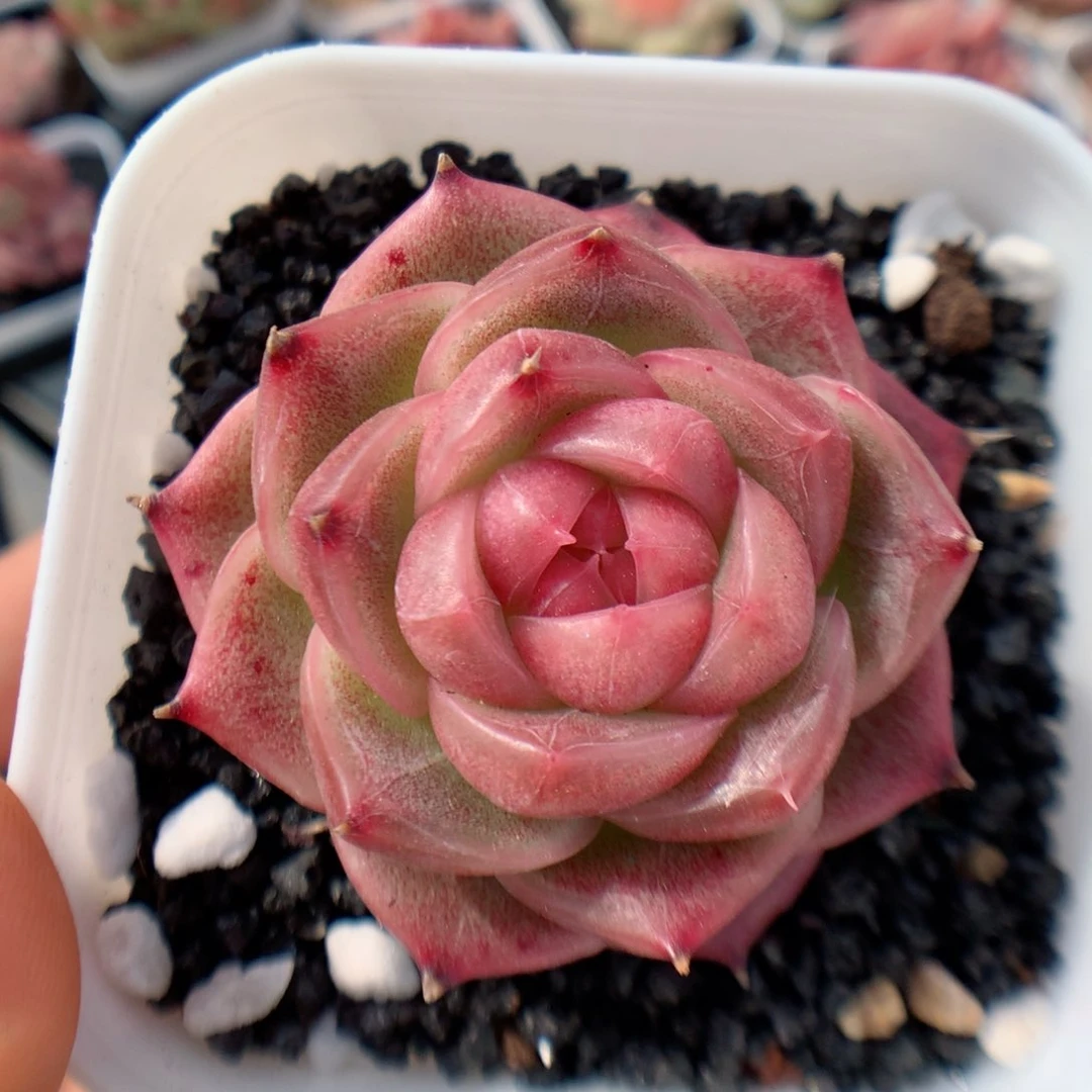 多肉植物。  珍妮33