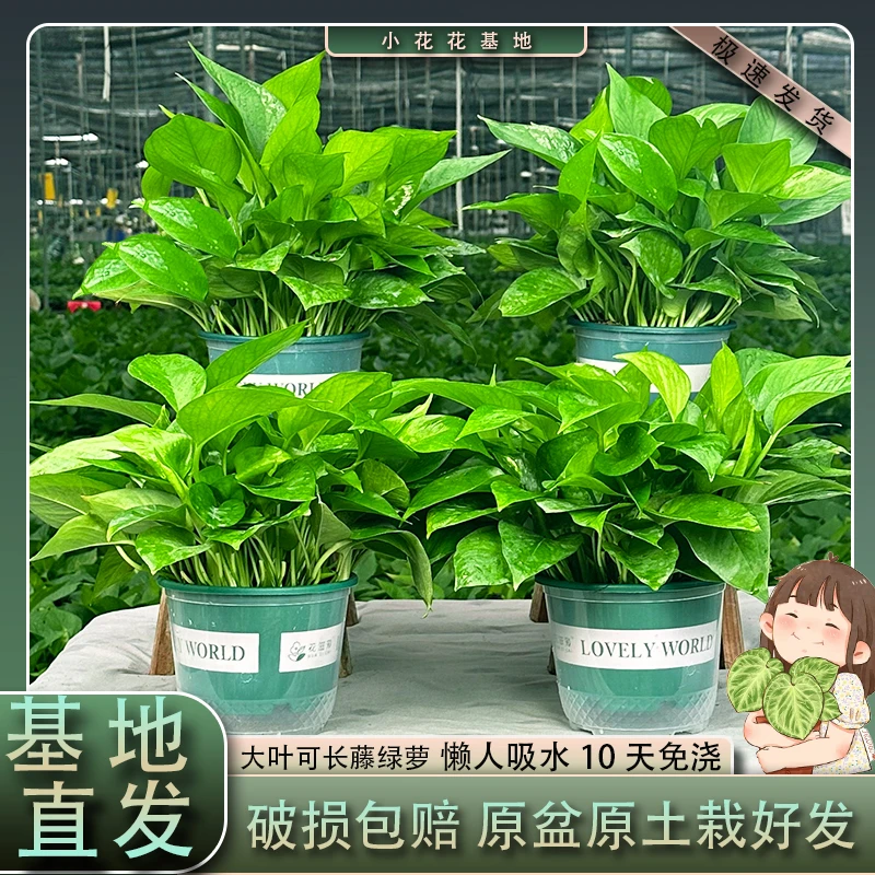 懒人自动吸水大叶绿萝盆栽室内好养吸除甲醛净化空气水培植物绿植