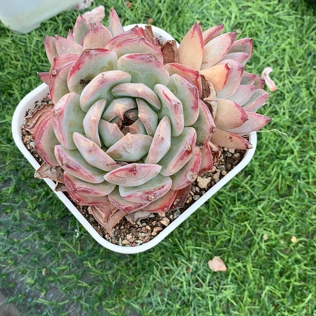月****卡系孤品1颗月月姐姐的