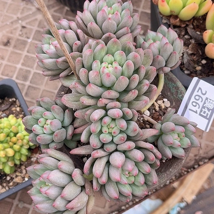 言字2661多肉植物