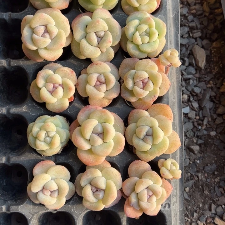 06724一物一拍专拍
