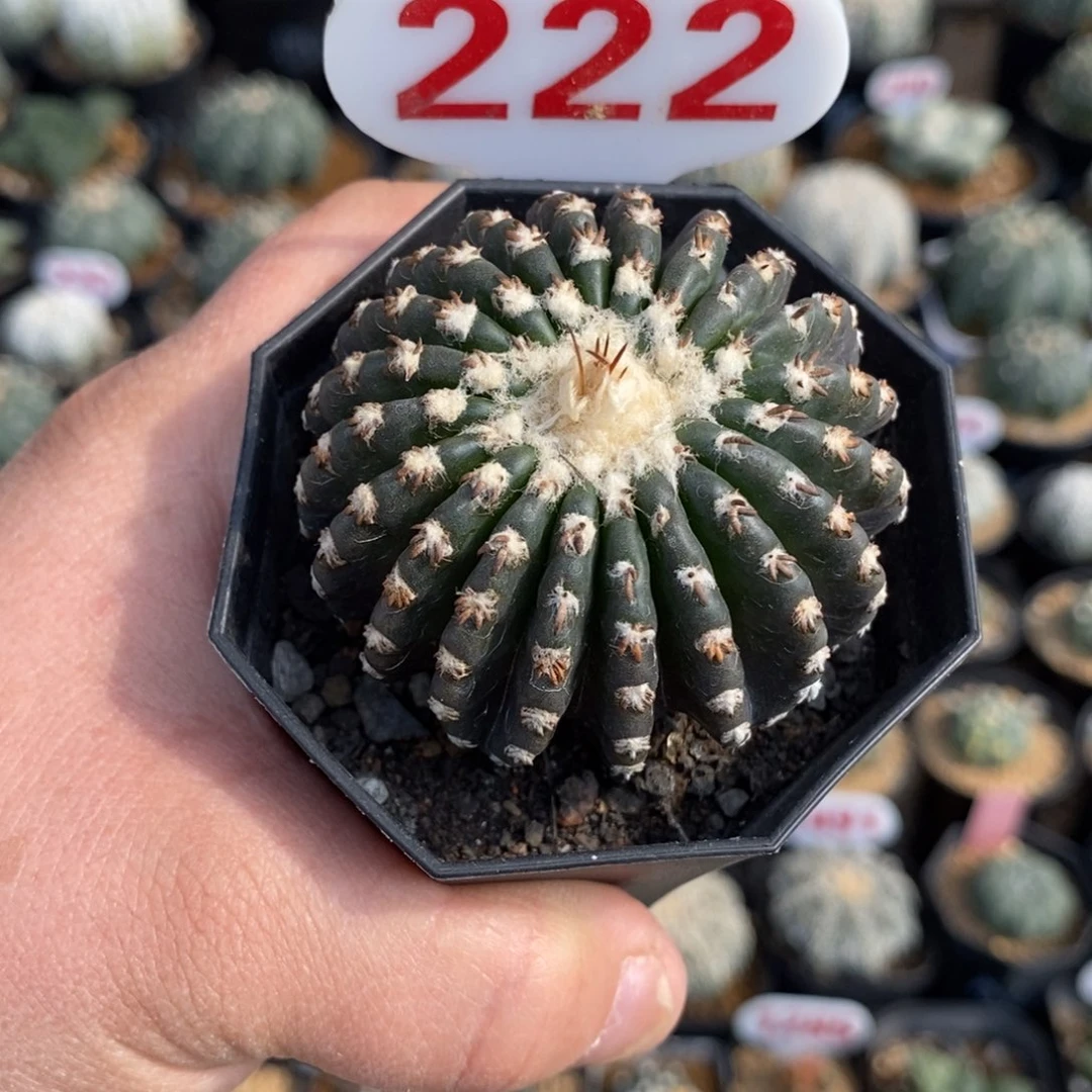 222奇特球福利系列