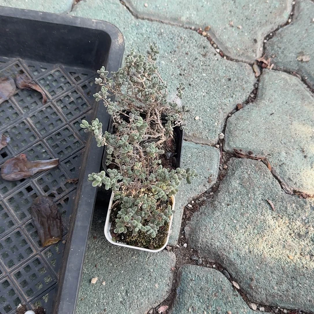 喵***%两颗冰晶多肉植物