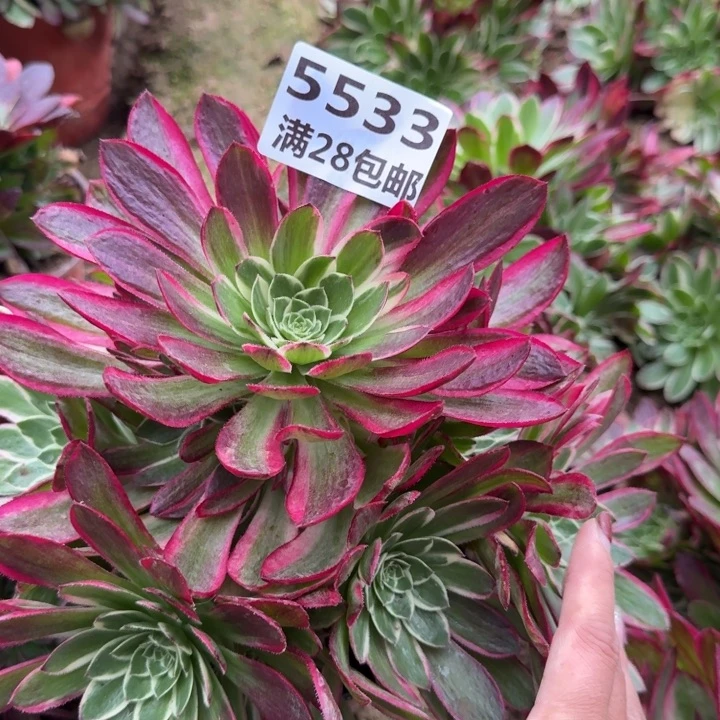 5533二号棚海王多肉N