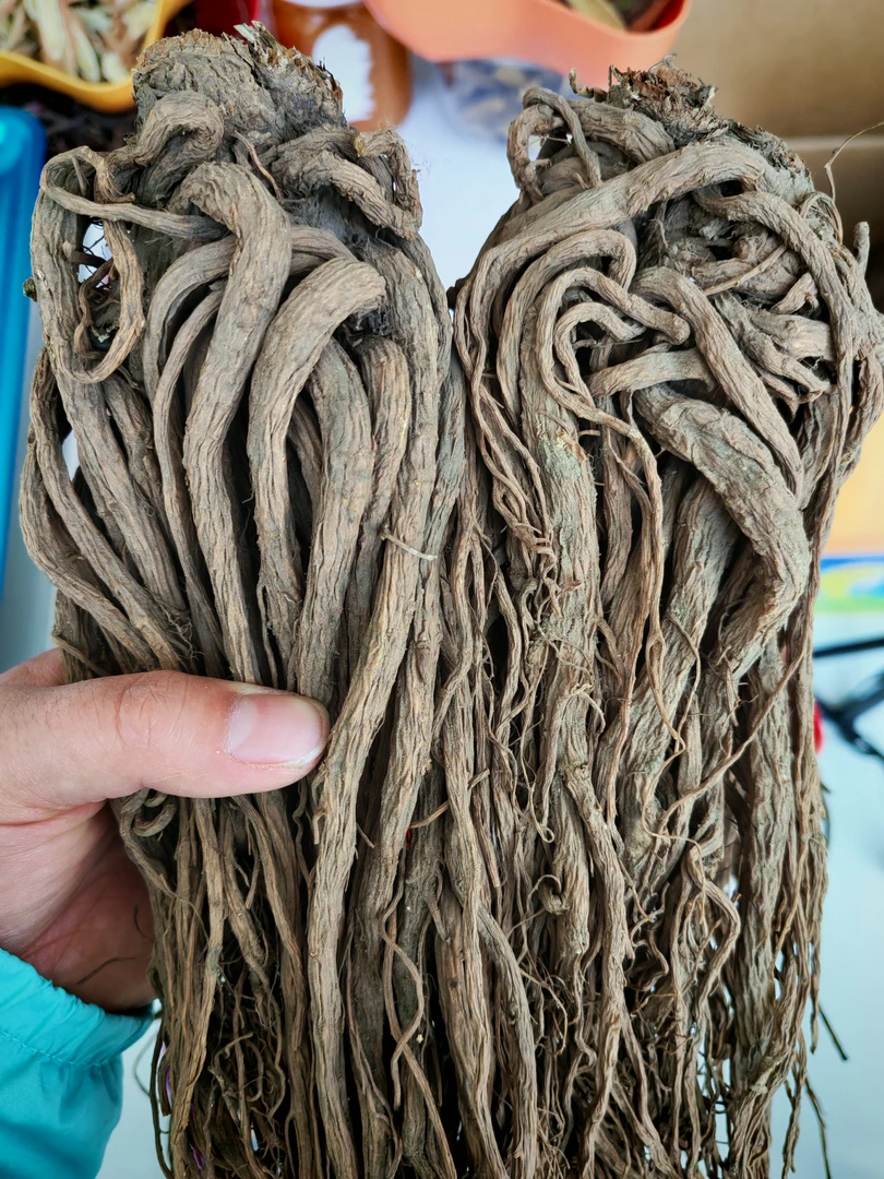 甘肃岷县当归大条滋补养生可煲汤