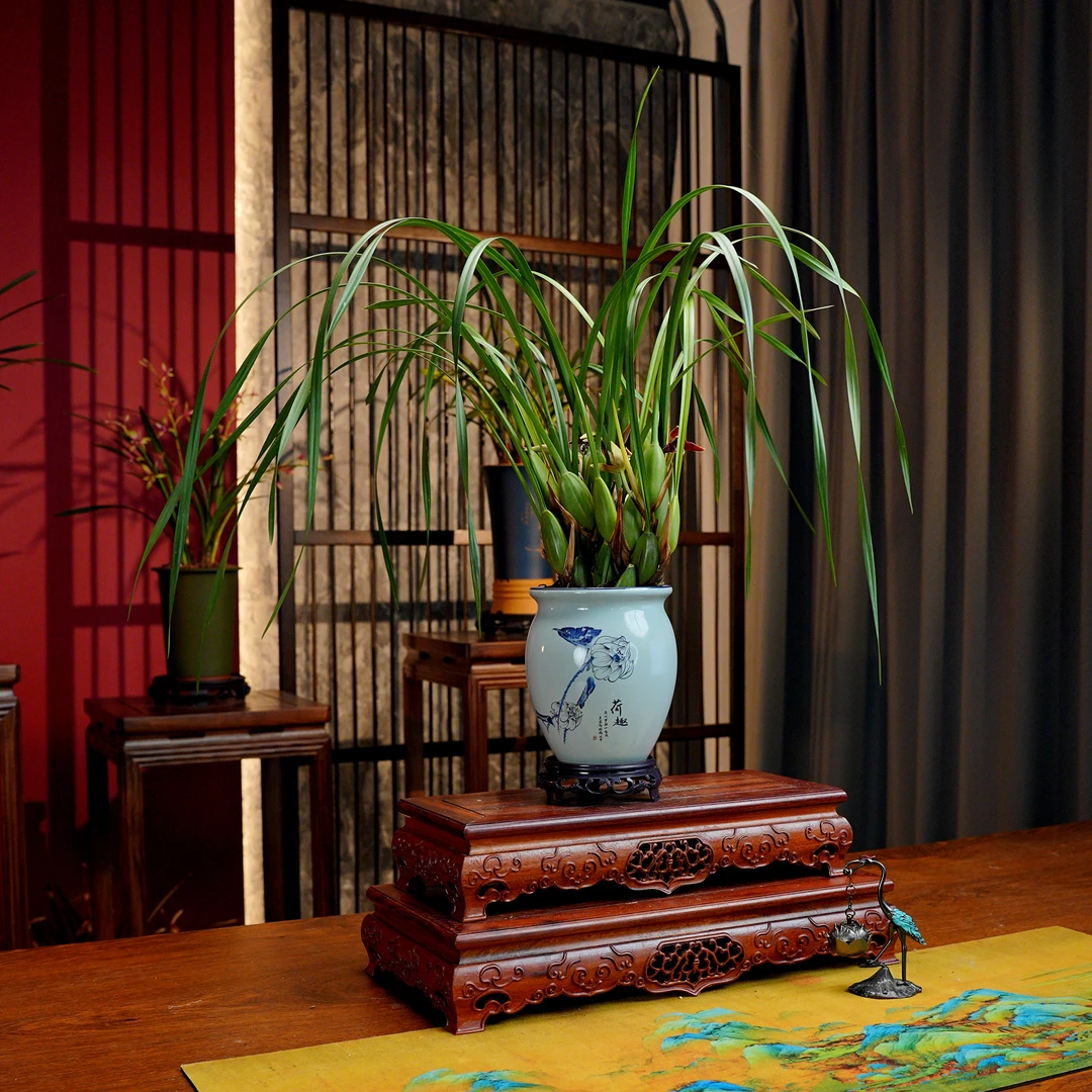 洋兰臻品【奶香咖啡兰】浓香型兰花 景德镇青花陶瓷罐 室内好养易活