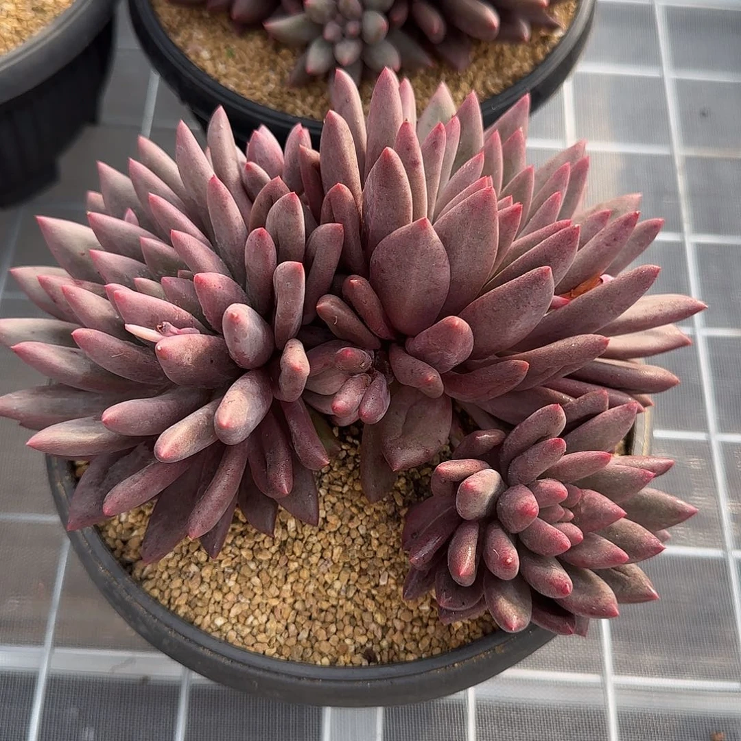 从前慢花园精选红蜻蜓