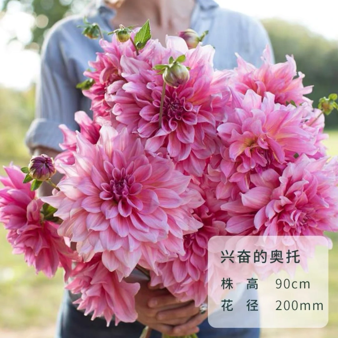 直播花卉大丽花种球 地瓜花 多年生球根花卉室内庭院阳台 大丽花