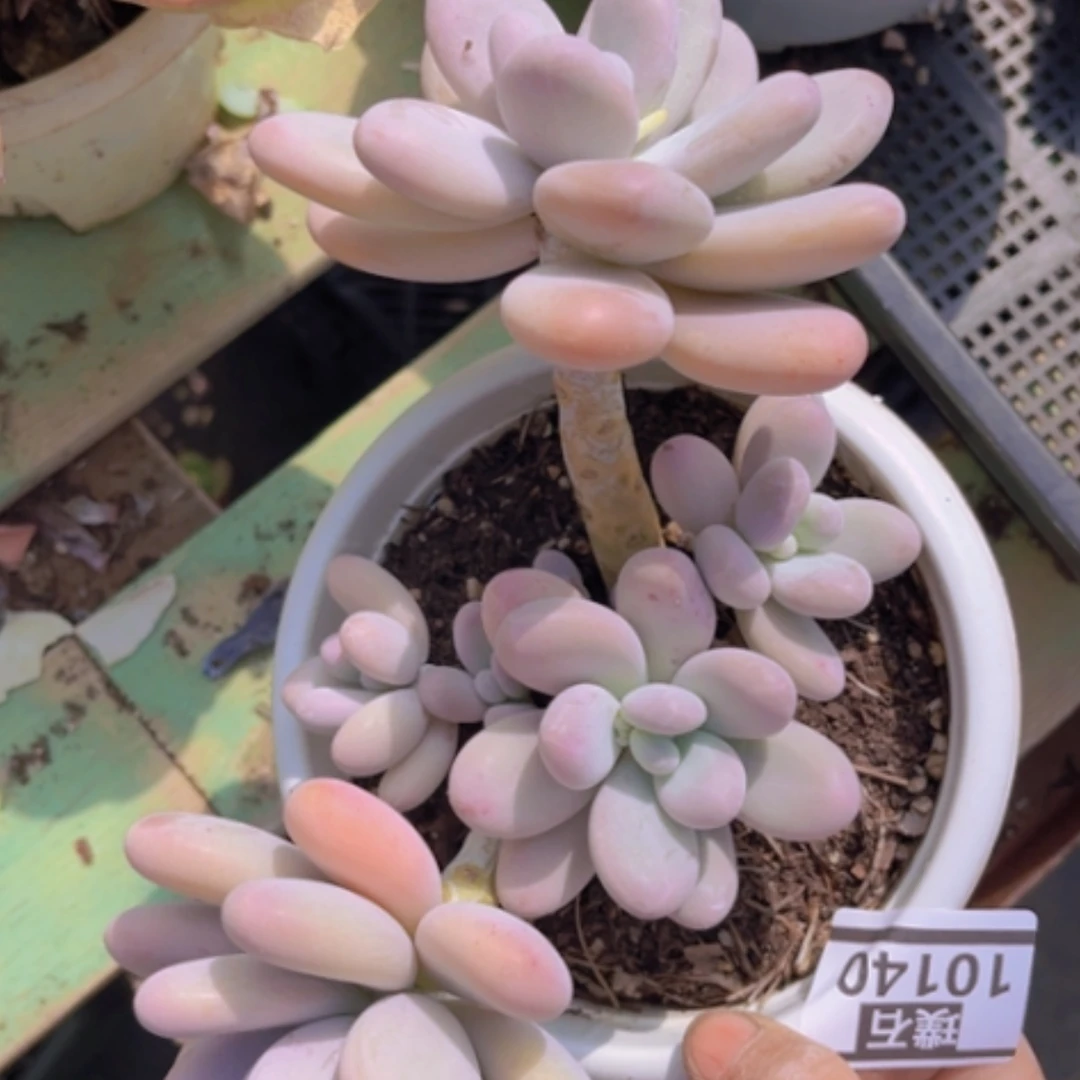 【闪购商品】橙雪球10140