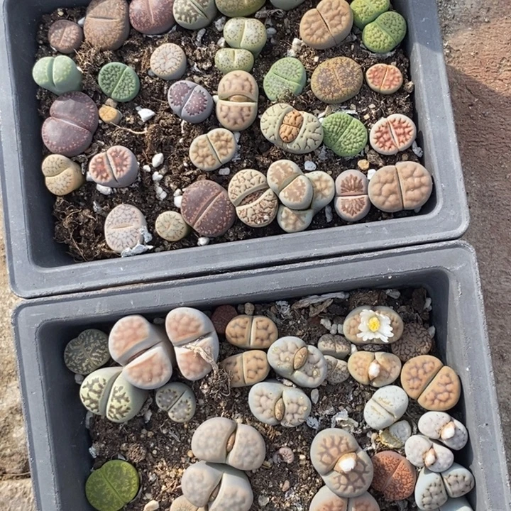 也***天生石花等植物的生长979