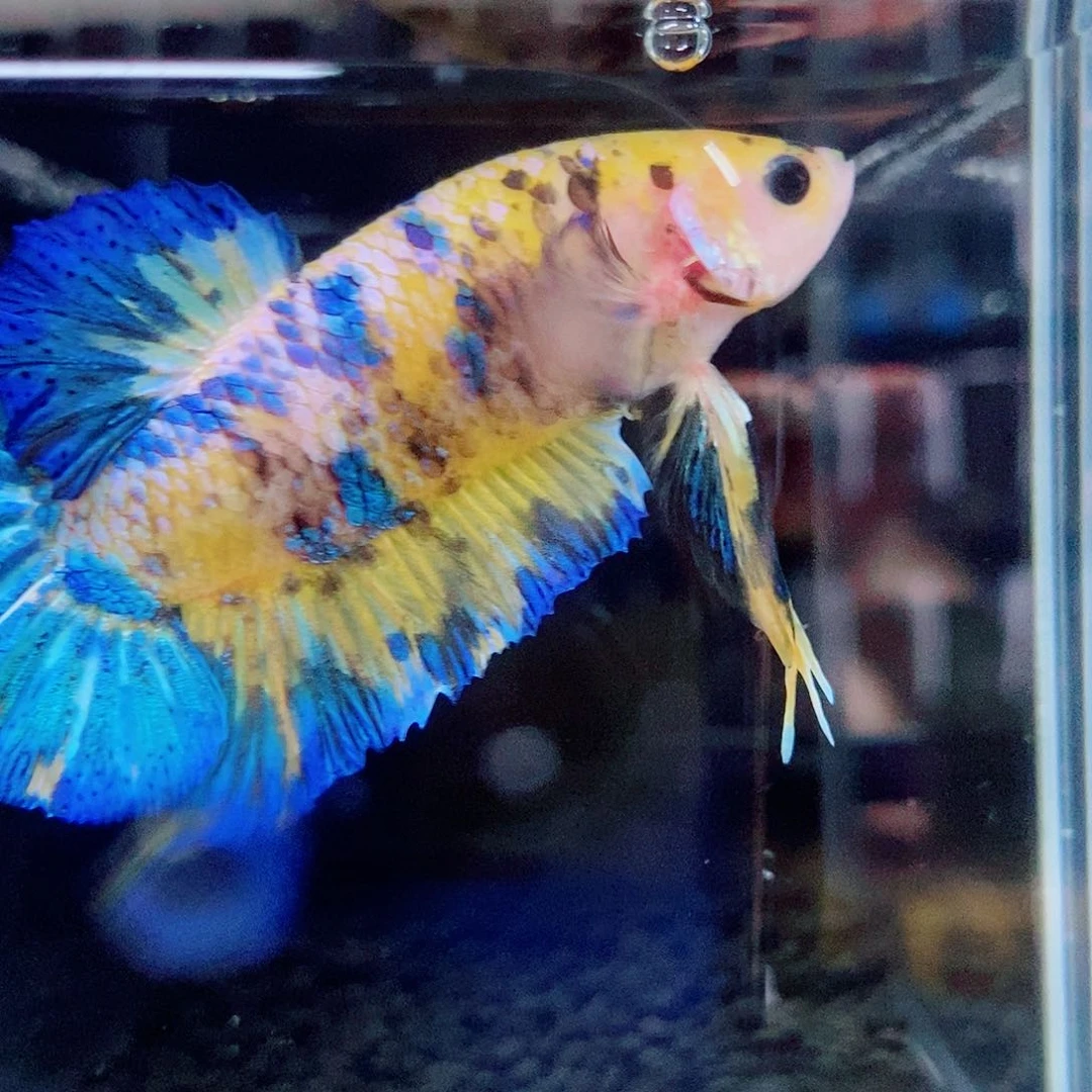 斗鱼黑246号巨斗将军