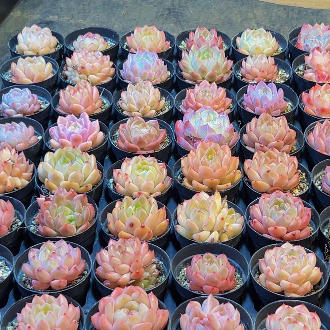 807多肉葡萄的味道是真的