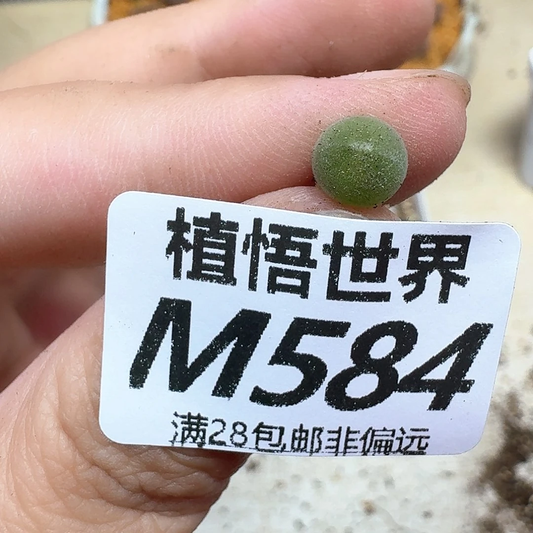 多肉植物的润泽罚hj