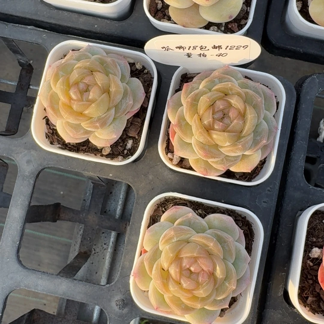 1229-040-宜修一颗量拍