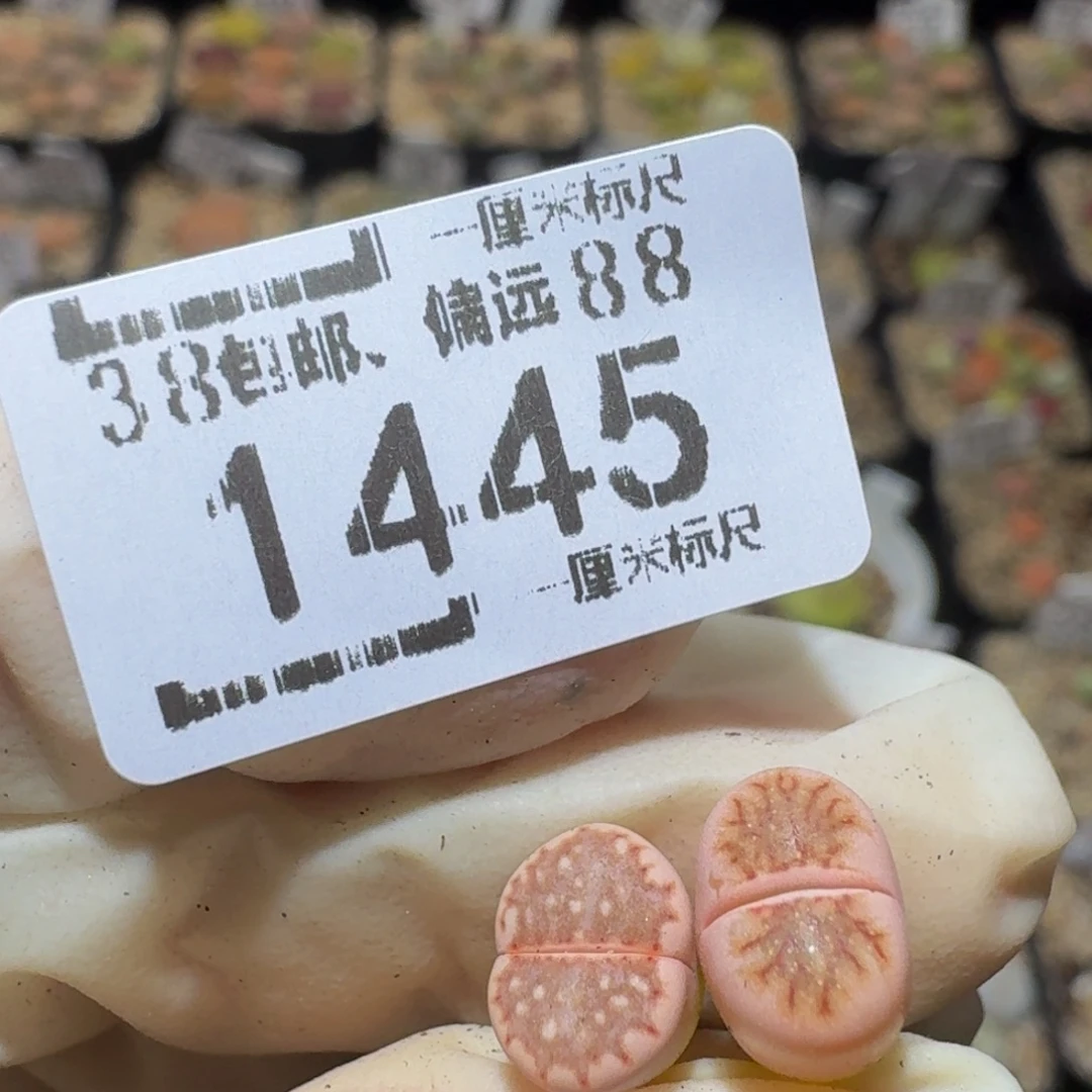 丫***。Ssss精品生石花1445