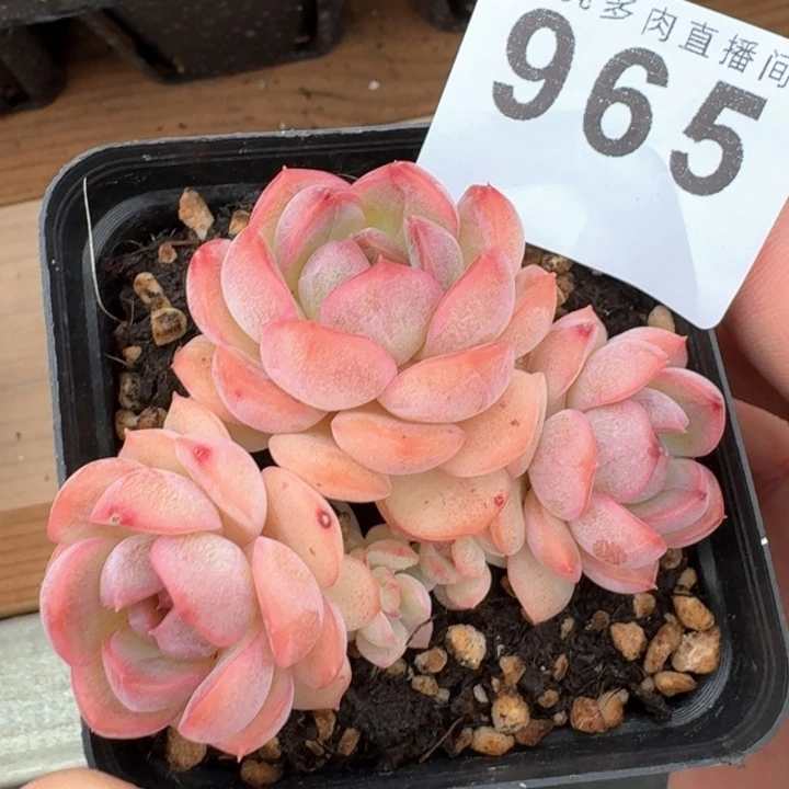 琴心            多肉植物