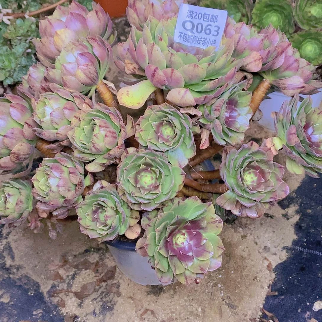 063万拉丝多肉老桩