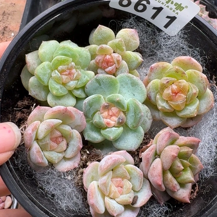 多肉植物多肉植物