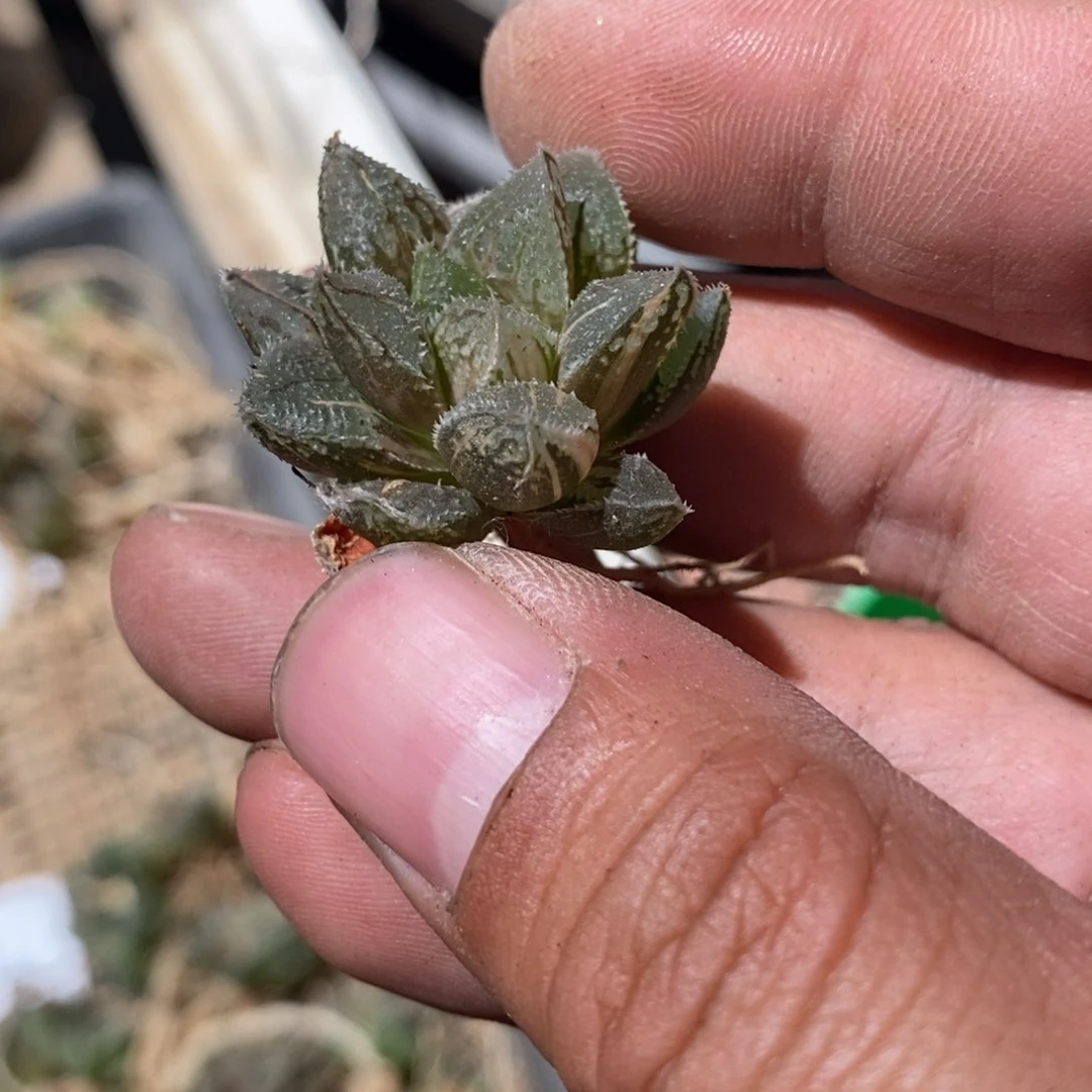 1495 一颗新冰沙糖锦。 福利