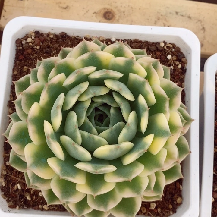 十秋锦17cm多肉植物