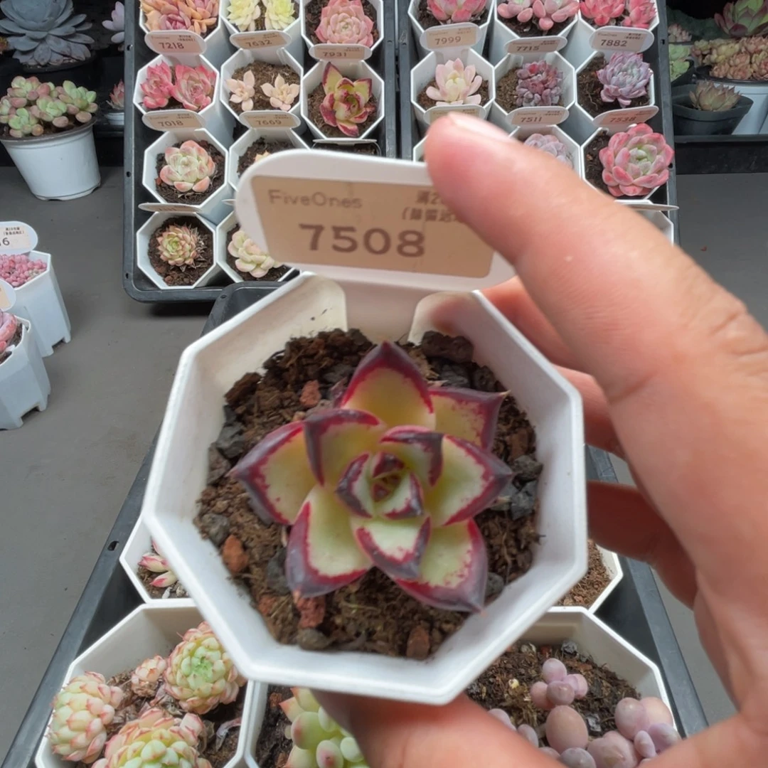 7508乌木 4.0厘米