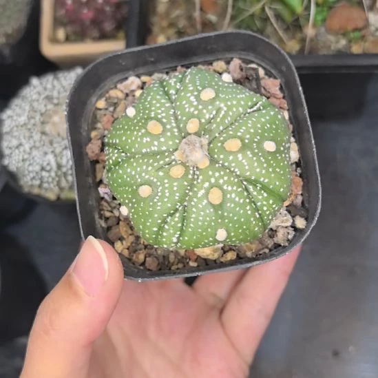 实生复棱兜直径5.5带盆土