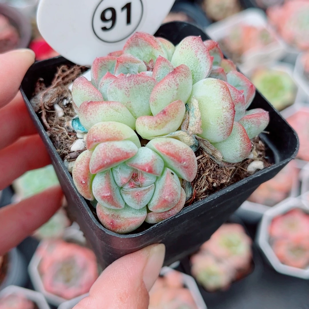 91号小老桩珍妮群