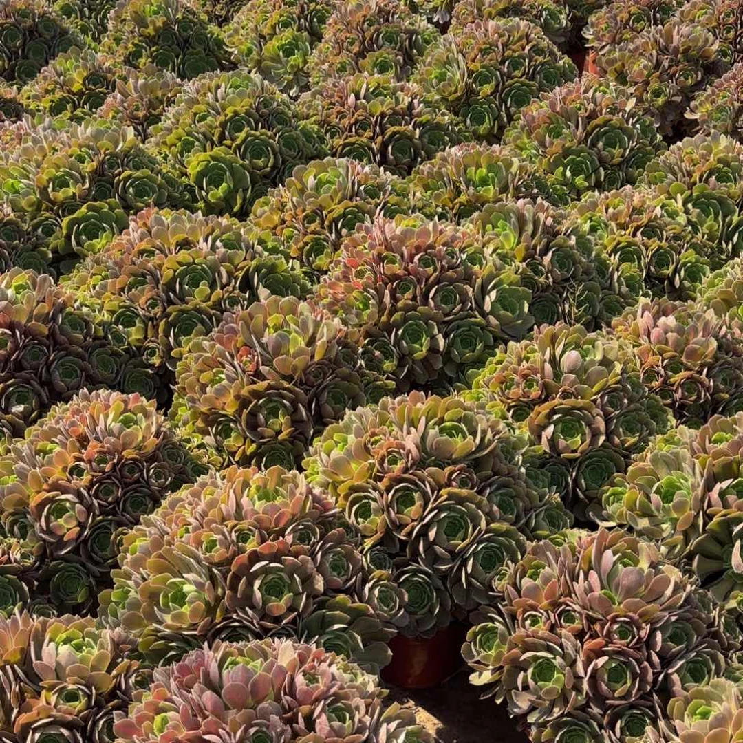 柠檬玫瑰19.8一箱一颗木质