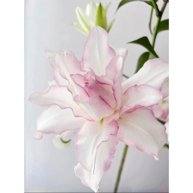 冰美人重瓣香水百合组合（顺丰包邮）