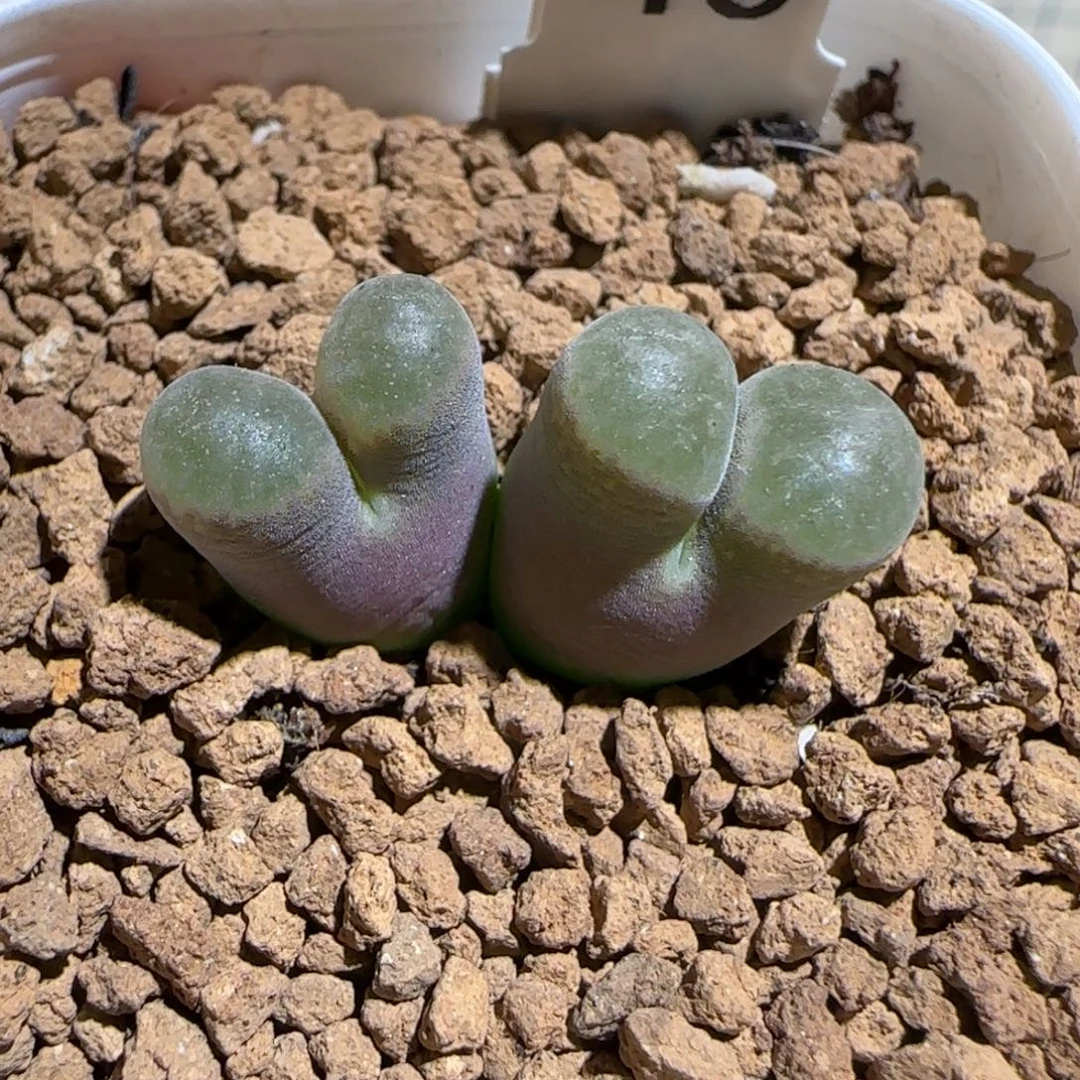 肉锥多肉植物组合-磁铁母本717