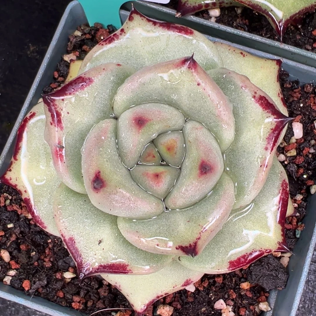 从前慢多肉精选编号0728.247