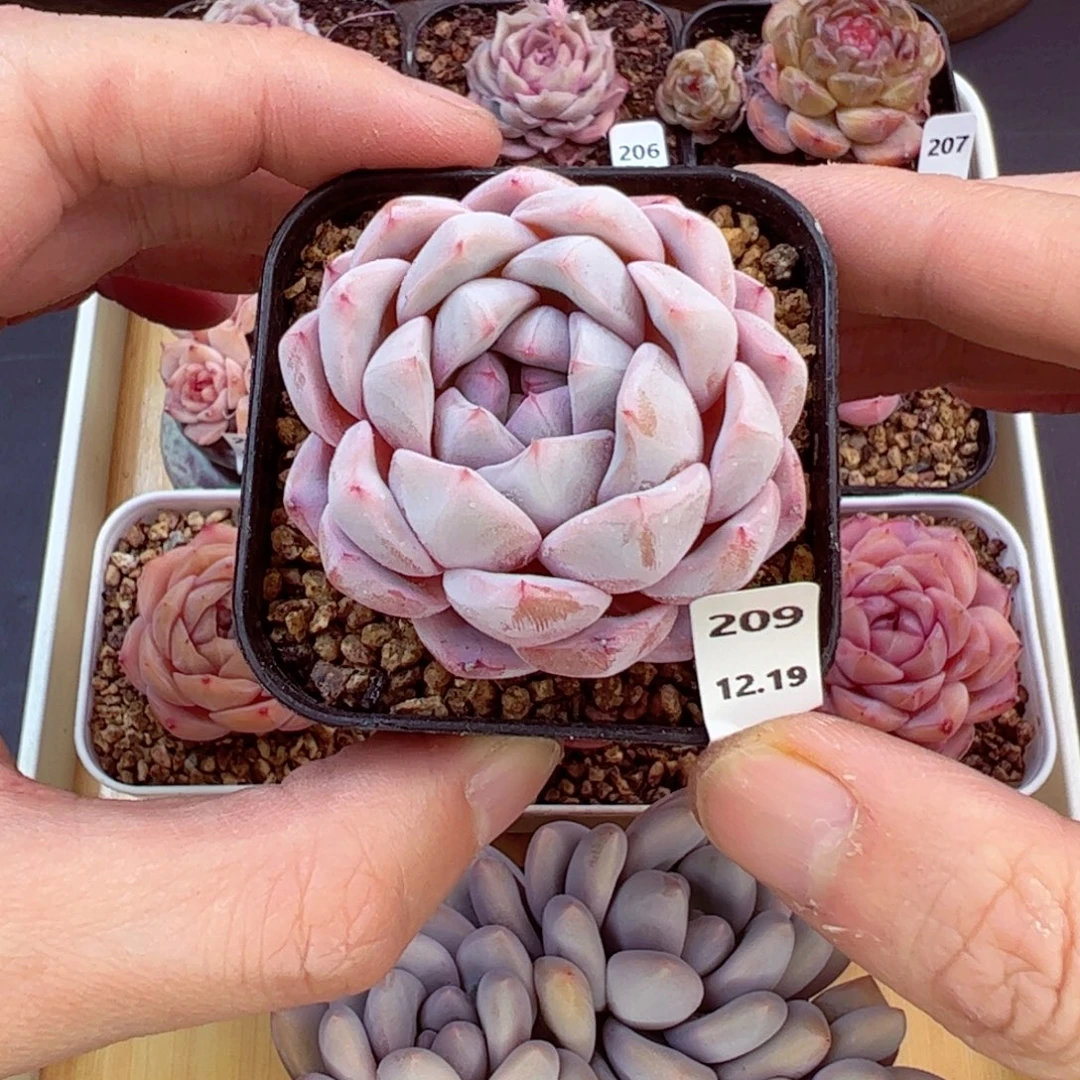 好好看209、哈哈哈哈