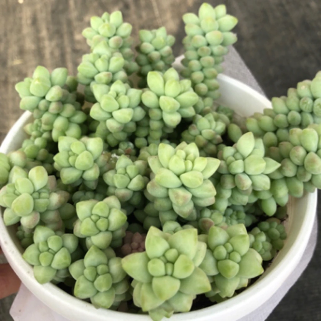 大盆彩虹玉坠白色圆花盆 多肉植物