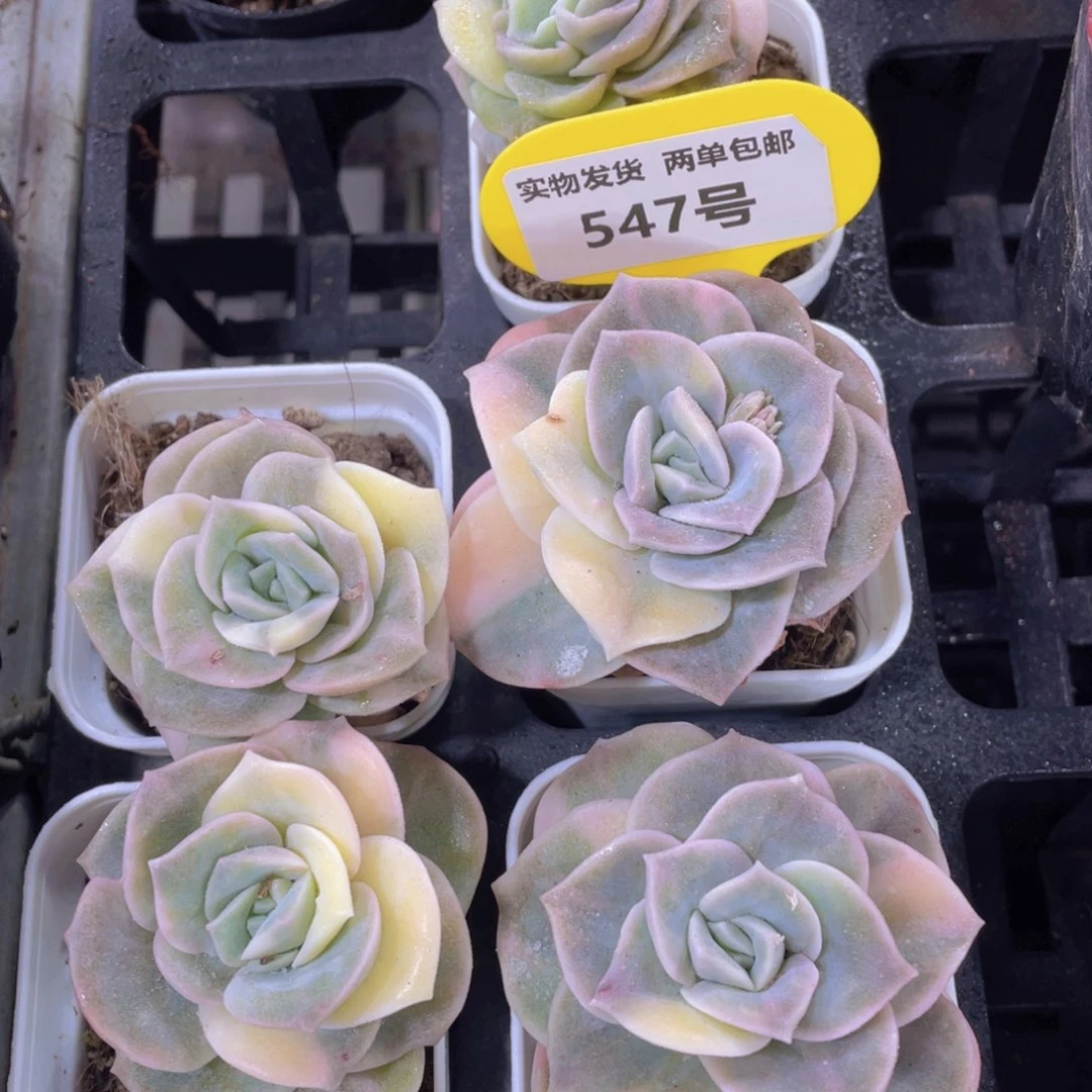 547号 可爱玫瑰锦单头一个