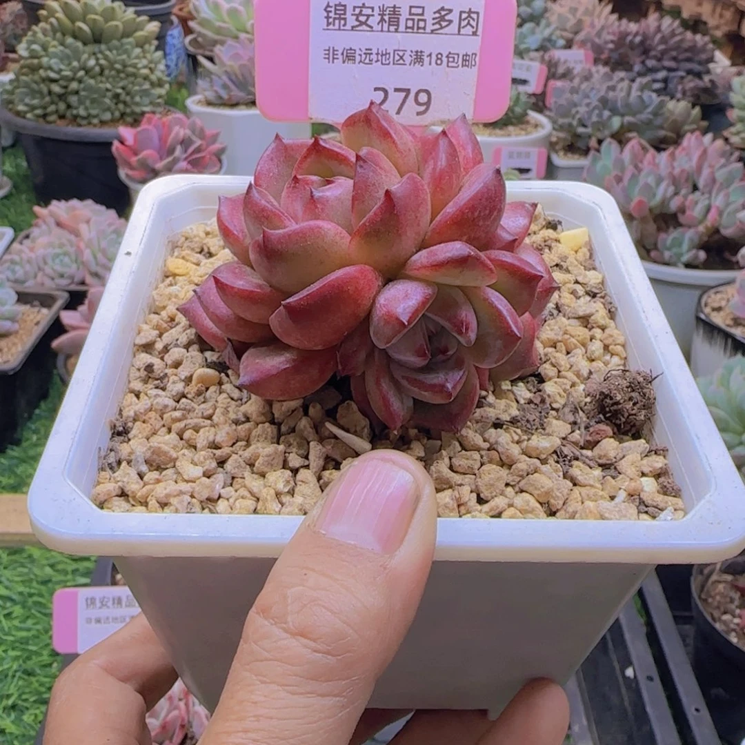 锦安精品多肉植物279
