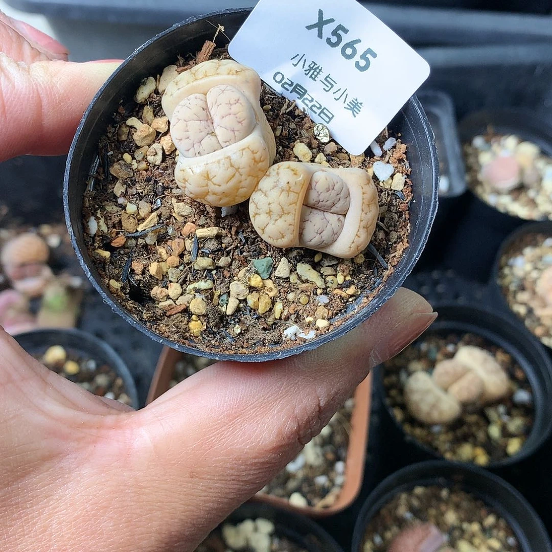 X565多肉植物保护研究所