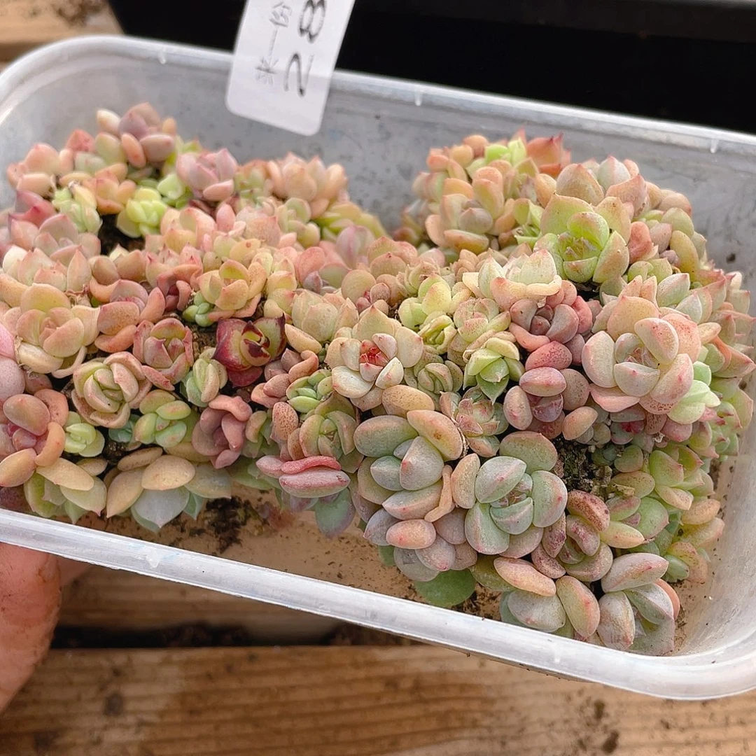 多肉植物多肉植物283