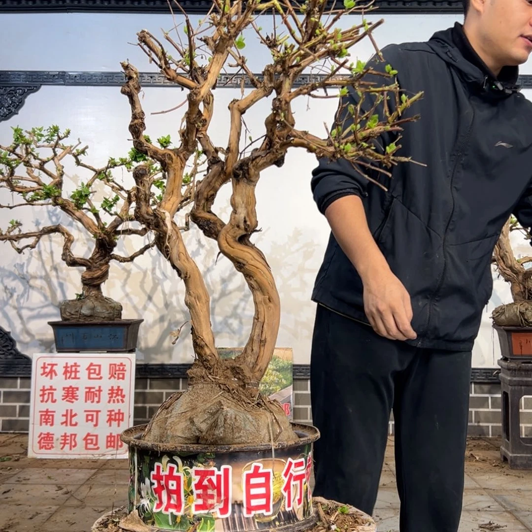 无花朵金银花开花13668956