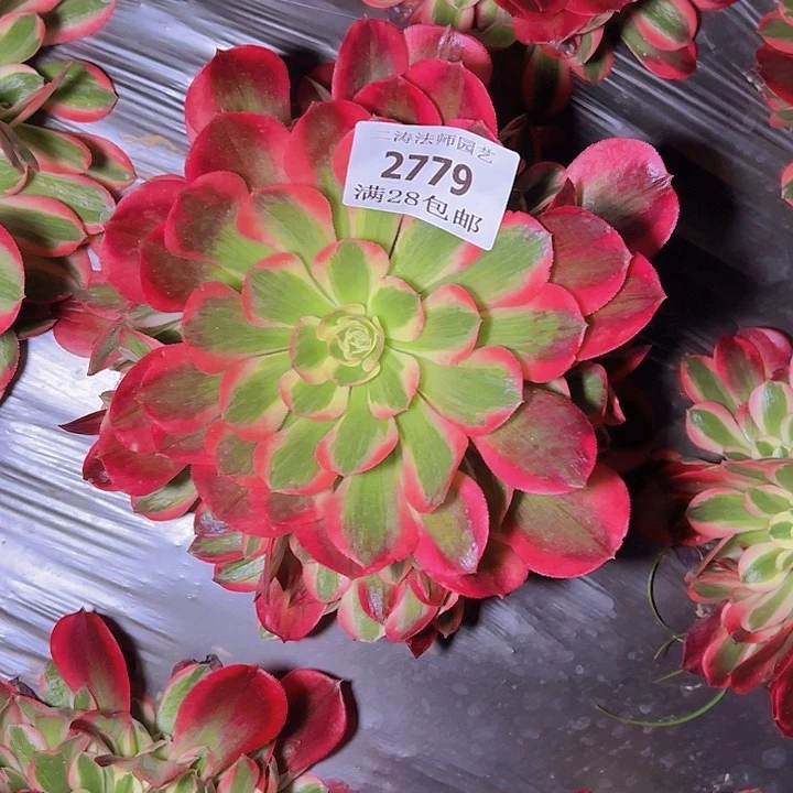 2779红女郎多肉植物2号
