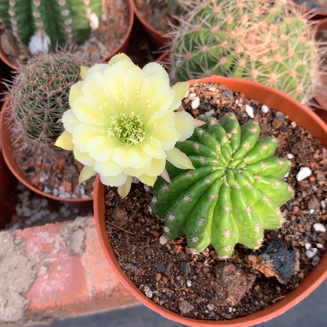 萤***虫8739实生丽花10公分杯