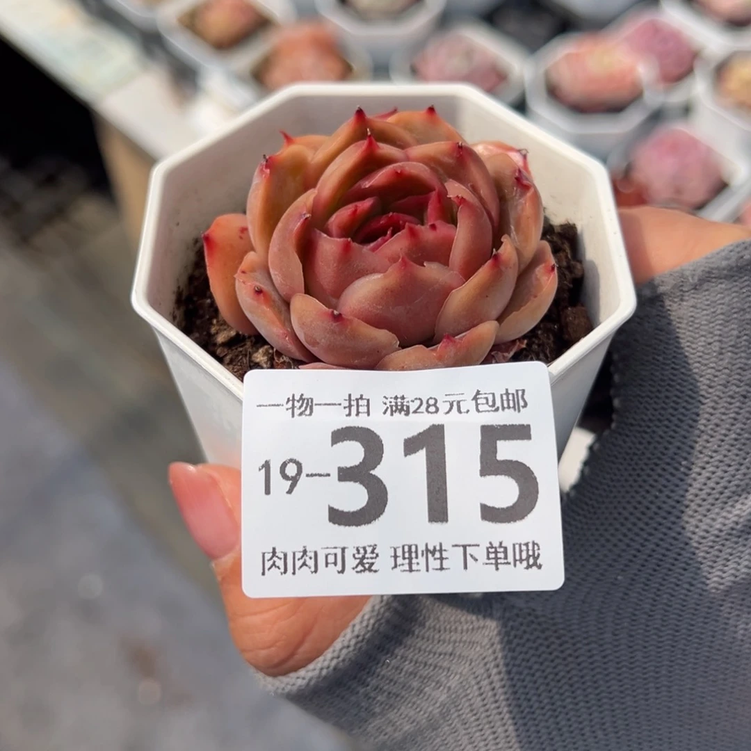 东云虾饺多肉多肉多肉多肉