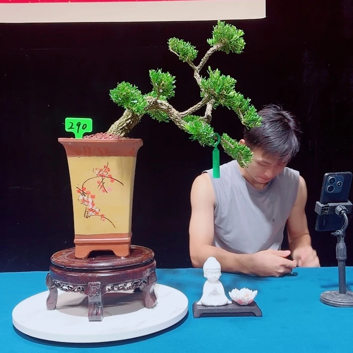 无花朵广东邹皮雀舌黄杨